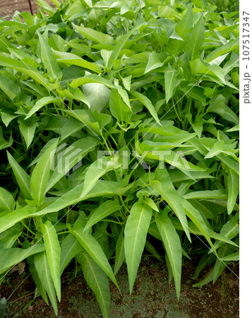 空芯菜の栽培 107517347