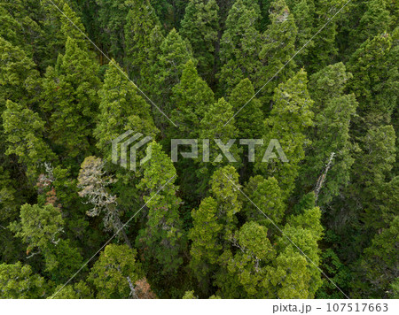 Aerial view of pine trees in beautiful forest landscape 107517663