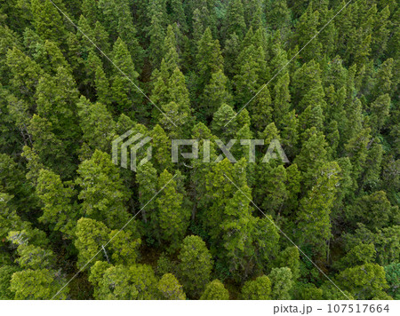 Aerial view of pine trees in beautiful forest landscape 107517664