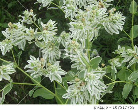 白く縁取りされた緑色が綺麗な初雪草 白く縁取りされた緑色が綺麗な初雪草 107517758