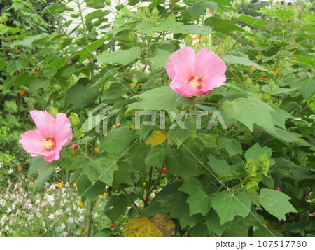 大きい桃色の花はアメリカフヨウの花 107517760