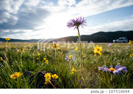 Tatarian Aster flowers blooming in high altitude grassland, China 107518094