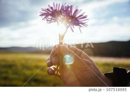 Hand hold tatarian Aster flowers in high altitude grassland, China Hand hold tatarian Aster flowers in high altitude grassland, China 107518095