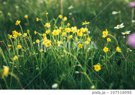 Persian buttercup in high altitude grassland Persian buttercup in high altitude grassland 107518098