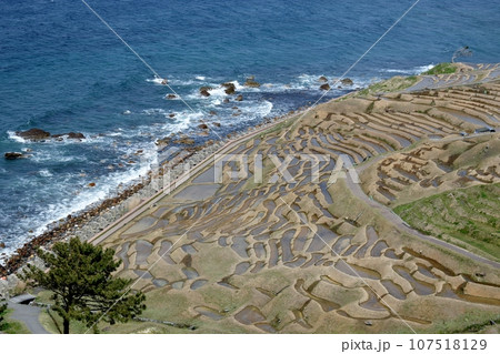 白米の千枚田は田植えの準備中で大忙し 107518129