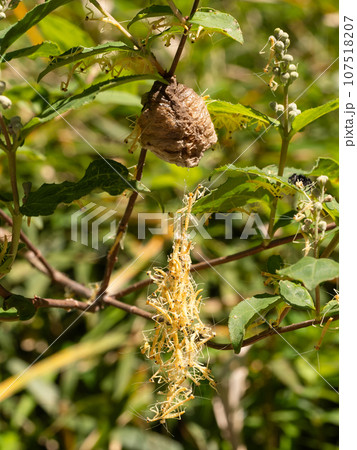 オオカマキリの孵化 107518207