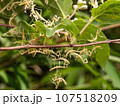 オオカマキリ1齢幼虫 107518209