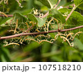 オオカマキリ1齢幼虫 107518210