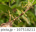 オオカマキリ1齢幼虫 107518211