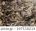 ヤマトシロアリ（羽蟻） 107518214