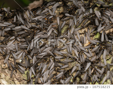 ヤマトシロアリ（羽蟻） 107518215