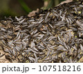 ヤマトシロアリ（羽蟻） 107518216