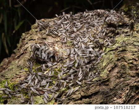 ヤマトシロアリ(羽蟻) ヤマトシロアリ(羽蟻) 107518217