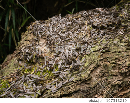 ヤマトシロアリ（羽蟻） 107518219