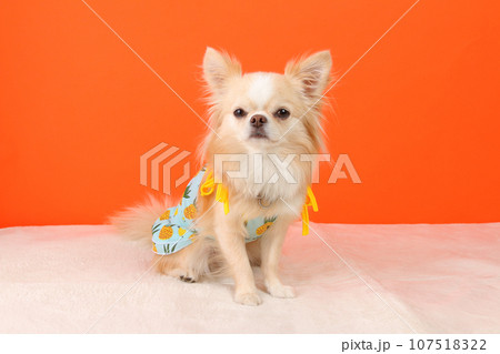 洋服を着てお座りをするクリーム色のチワワ 洋服を着てお座りをするクリーム色のチワワ 107518322