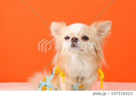 洋服を着てお座りをするクリーム色のチワワ 洋服を着てお座りをするクリーム色のチワワ 107518323