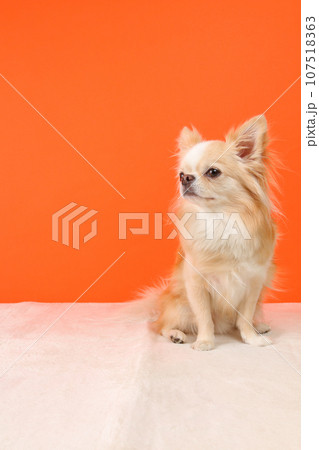 オレンジ背景をバックにクリーム色のチワワがお座りをしている様子 107518363