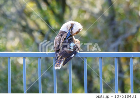 An adult Kookaburra preening itself while sitting on a fence in the sunshine after going for swim. An adult Kookaburra preening itself while sitting on a fence in the sunshine after going for swim. 107518431