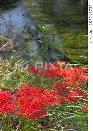 川沿いに咲く彼岸花 107518754