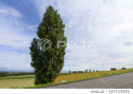 北海道 美瑛の「ケンとメリーの木」 107518895