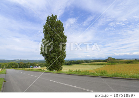 北海道 美瑛の「ケンとメリーの木」 107518897