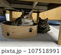 仲が良いのか？悪いのか？分からない猫たち 107518991