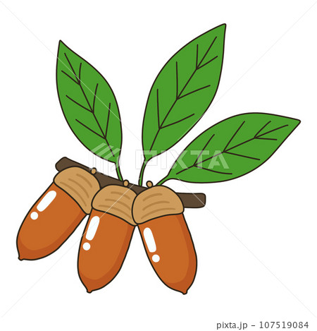 マテバシイ マテバシイ 107519084