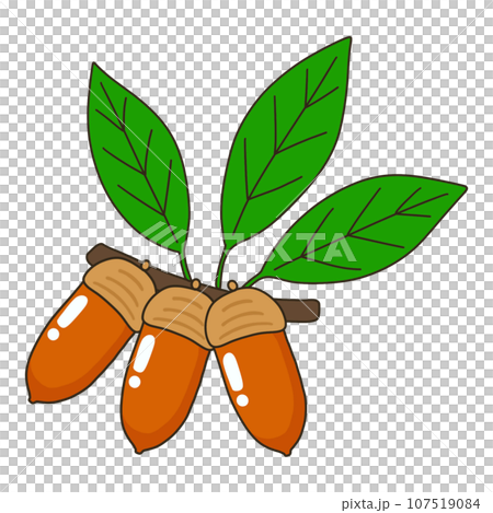 マテバシイ マテバシイ 107519084