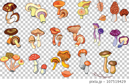 Collection of isolated edible and inedible fungus, vector illustration 107519429
