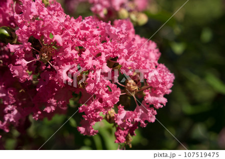 サルスベリの花 サルスベリの花 107519475