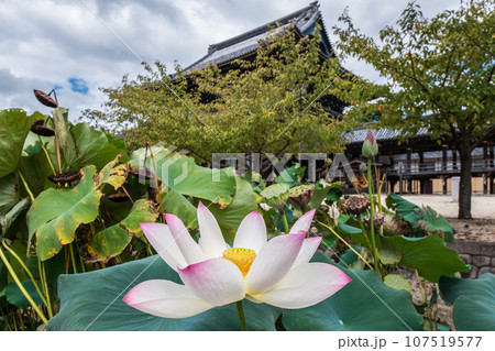 専修寺如来堂を背景に咲く一輪の蓮の花 107519577