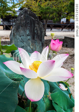 専修寺境内に咲く蓮の花 107519580