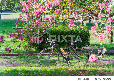 ロードバイクとサルスベリの花 107519599