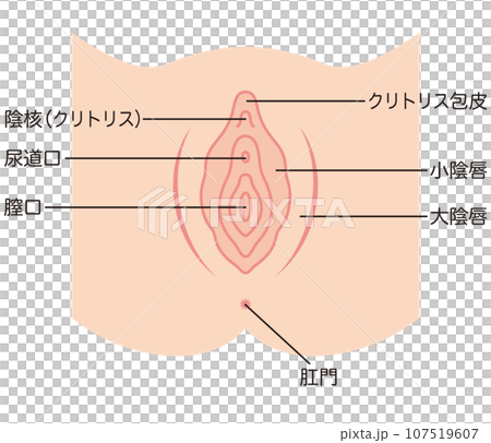 女性生殖器官插畫：陰道 107519607