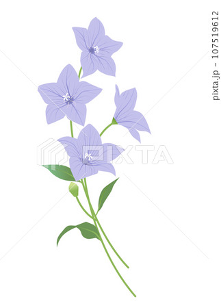 桔梗の花のイラスト 107519612