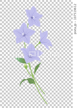 桔梗の花のイラスト 107519612
