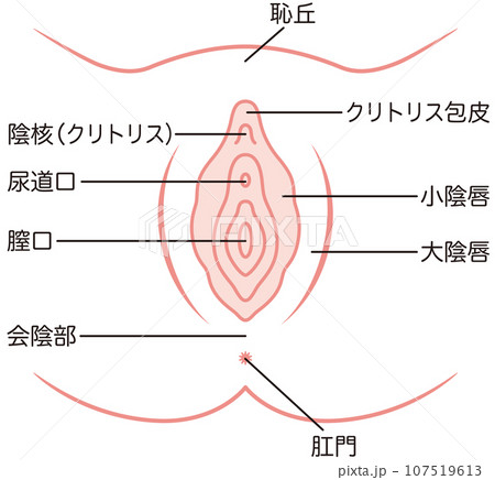 女性生殖器の説明図　膣 107519613
