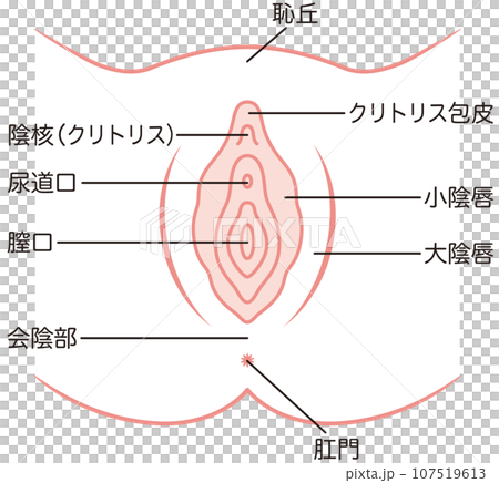 女性生殖器の説明図　膣 107519613