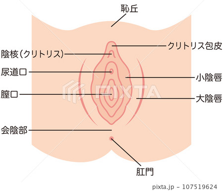 女性生殖器の説明図　膣 107519624