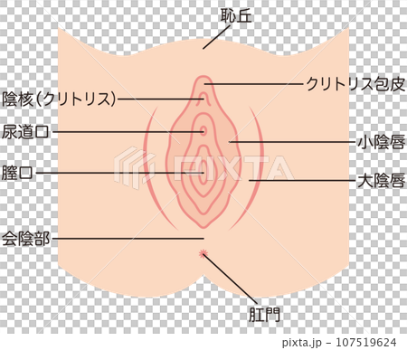 女性生殖器の説明図　膣 107519624