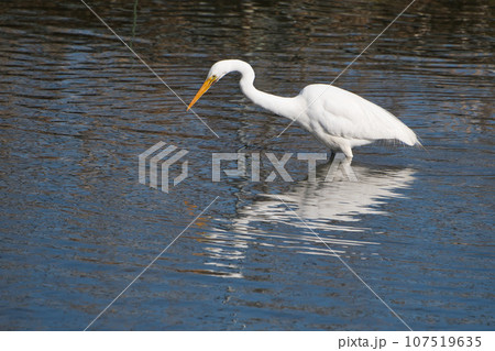 さぎ/鷺 107519635