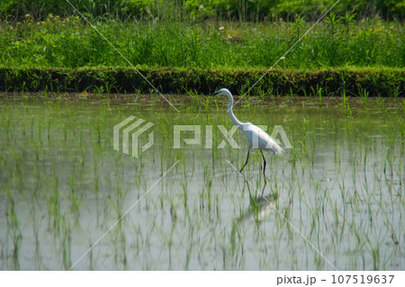 さぎ/鷺, さぎ/鷺, 107519637