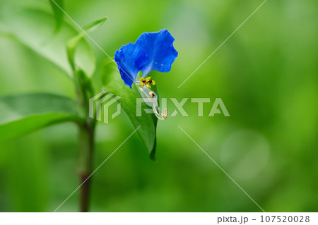 つゆくさ/露草 つゆくさ/露草 107520028