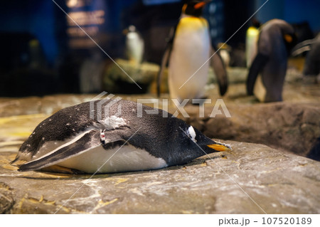 横になって寝ているペンギン 107520189