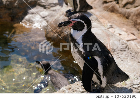 横向きのフンボルトペンギン 107520190