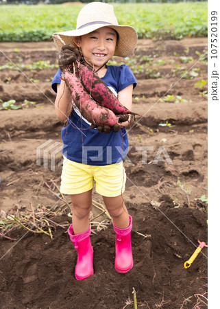 畑で芋掘りを楽しむ子ども 畑で芋掘りを楽しむ子ども 107520199