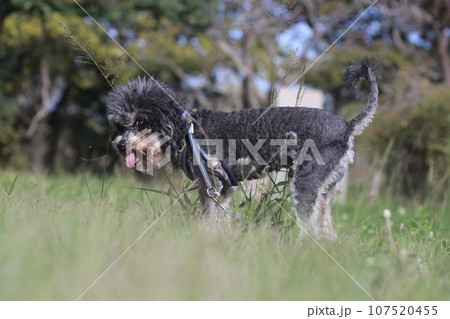 犬 狗 わんこ 107520455