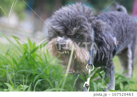 犬 狗 わんこ 107520463