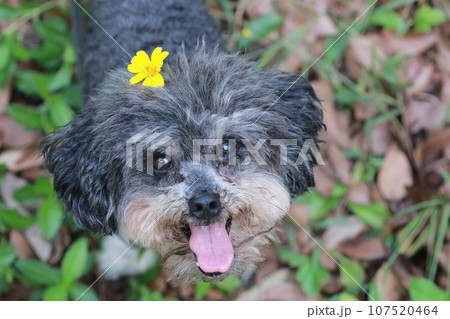 犬 狗 わんこ 107520464