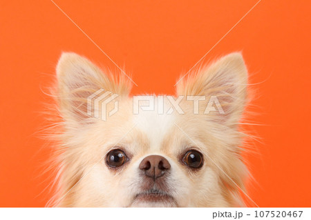 顔アップで写るクリーム色のチワワ 107520467